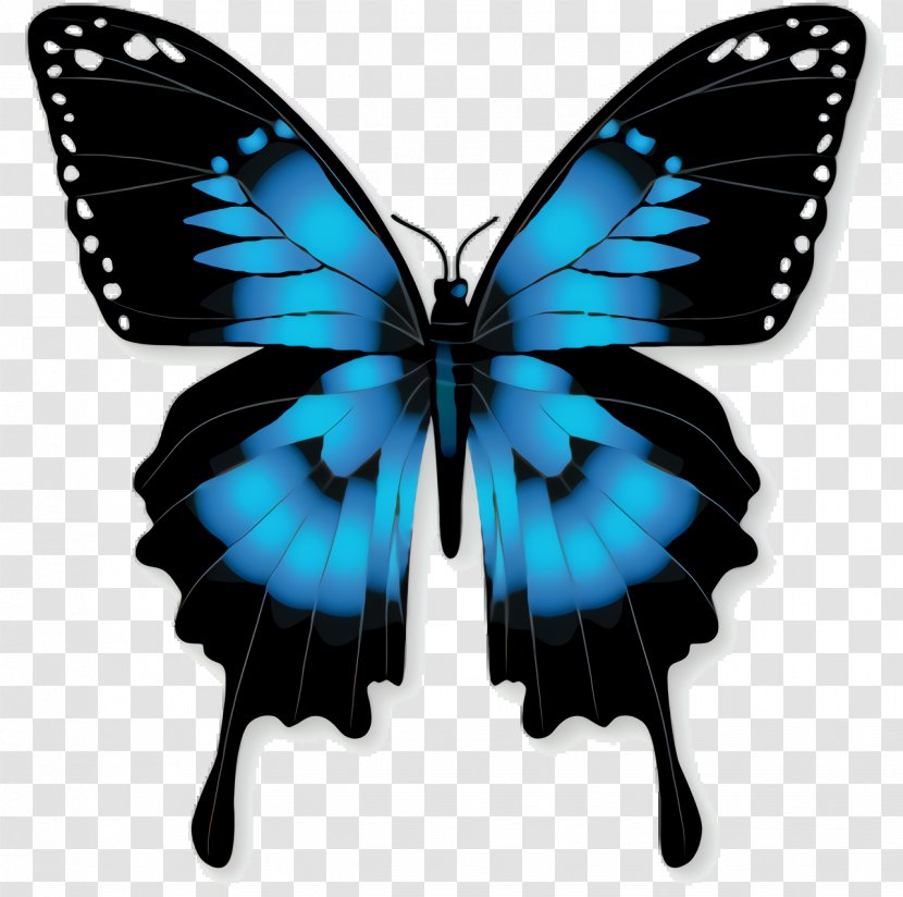 Butterfly - Birdwing - Papilio Lycaenid Transparent PNG