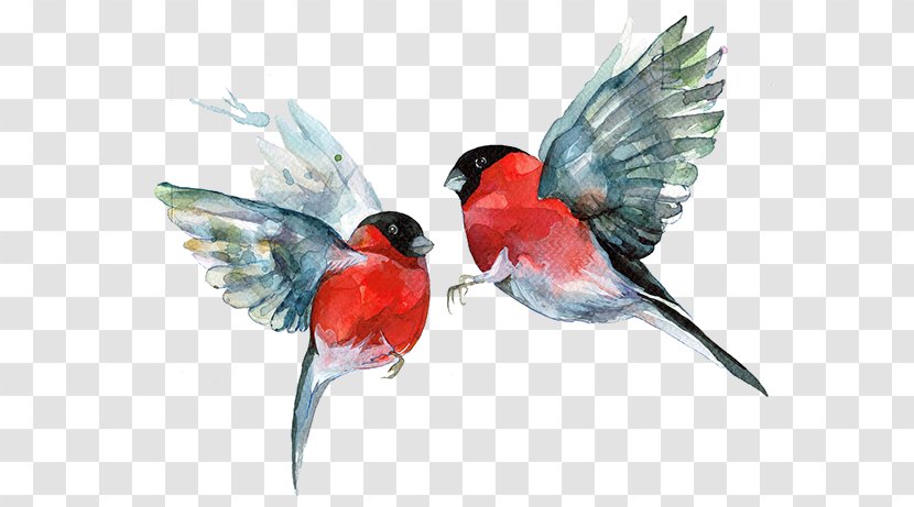 Bird Red Beak - Fauna Transparent PNG