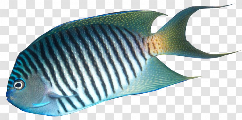 Angelfish Palette Surgeonfish Yellow Tang Clip Art - Fish Transparent PNG