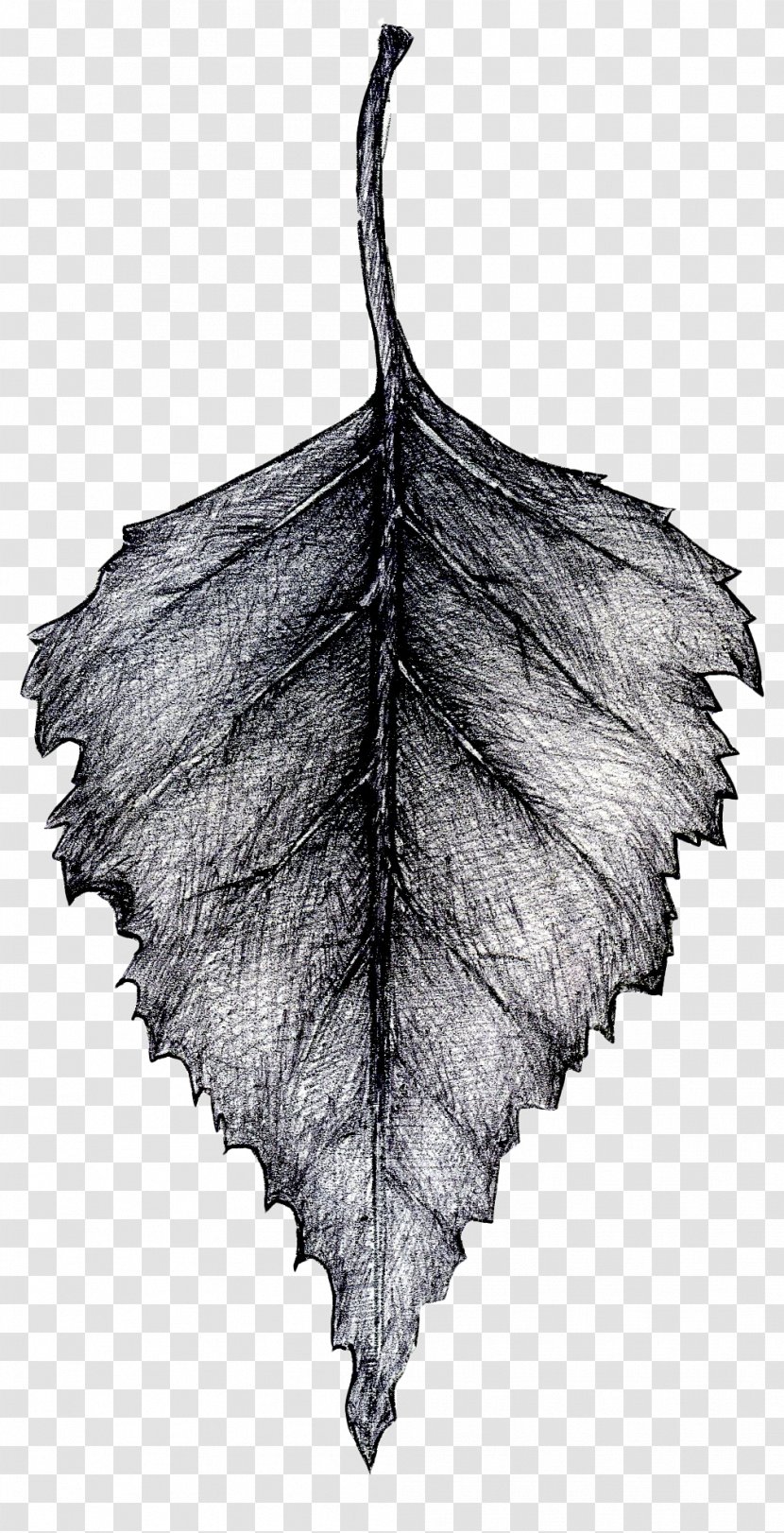 Twig Leaf Tree Of Life - Monochrome Photography - Birch Transparent PNG