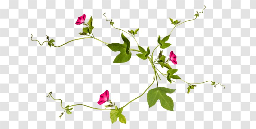 Vine Plant Drawing Flower - Petal - Antique Jewelry Vector Material Antiquity Transparent PNG