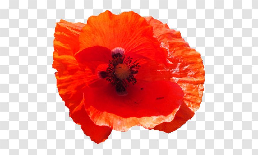 Common Poppy Flower Remembrance California - Family Transparent PNG