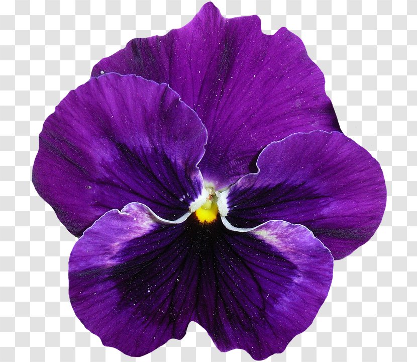 Pansy Purple Violet Clip Art - Green Flower Transparent PNG
