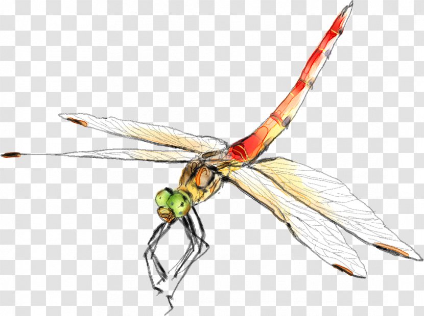 Insect Dragonfly Graphic Design - Propeller Transparent PNG