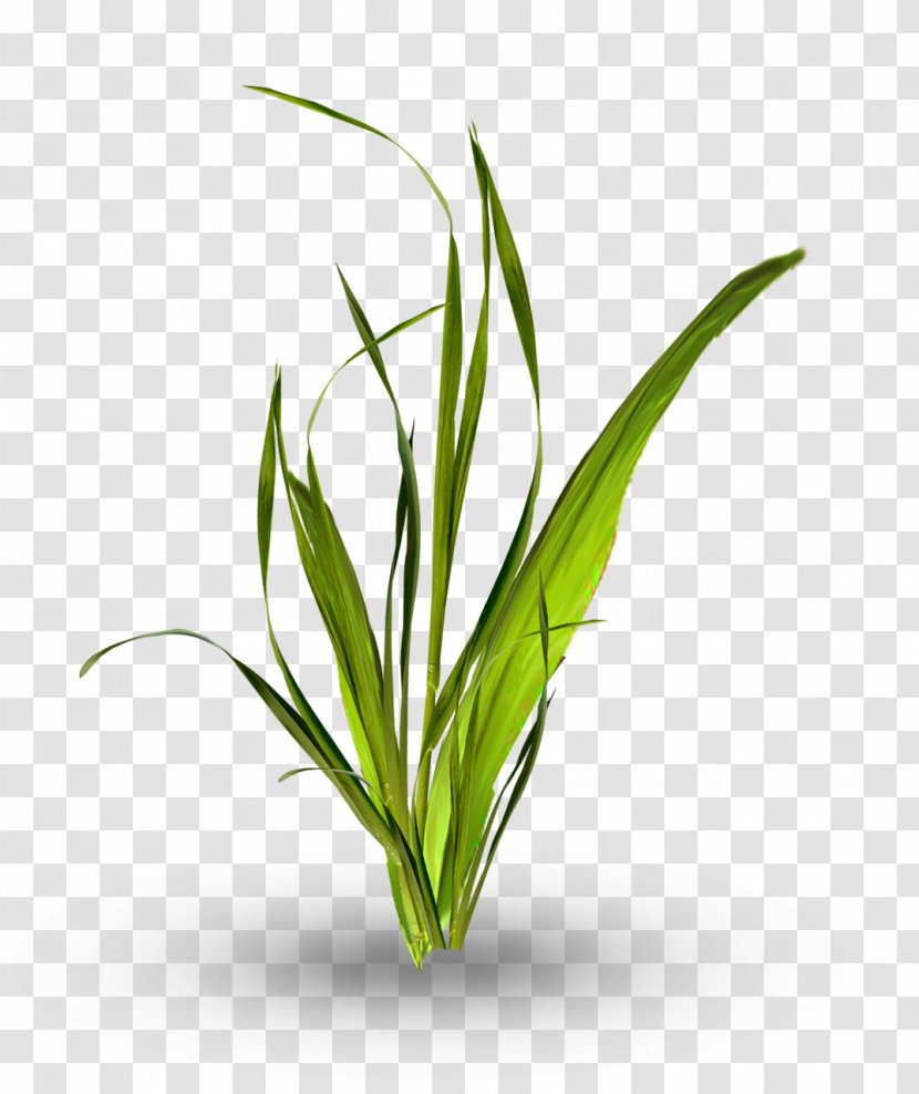 Leaf Grasses Image Plants - Herb Transparent PNG