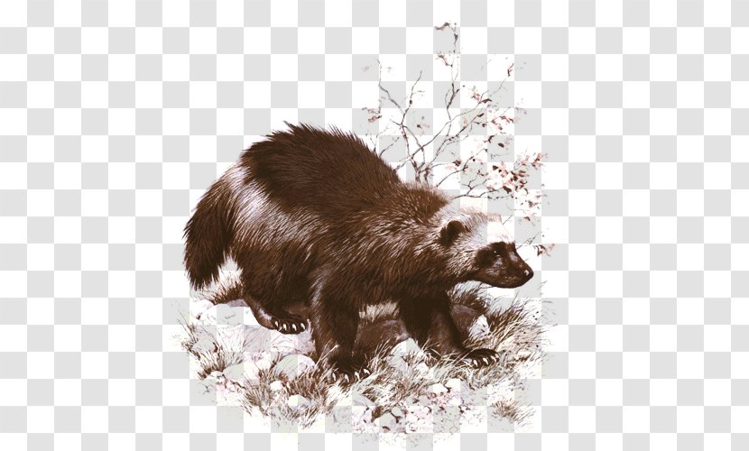 Wolverine Badger Painting Art Animal Transparent PNG