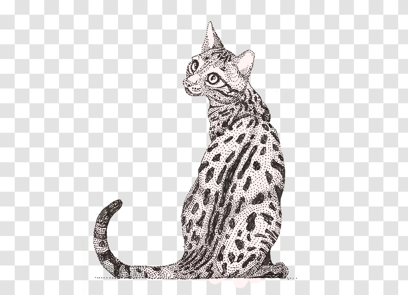 Whiskers Tabby Cat Wildcat Ocelot Ocicat - Wild Transparent PNG