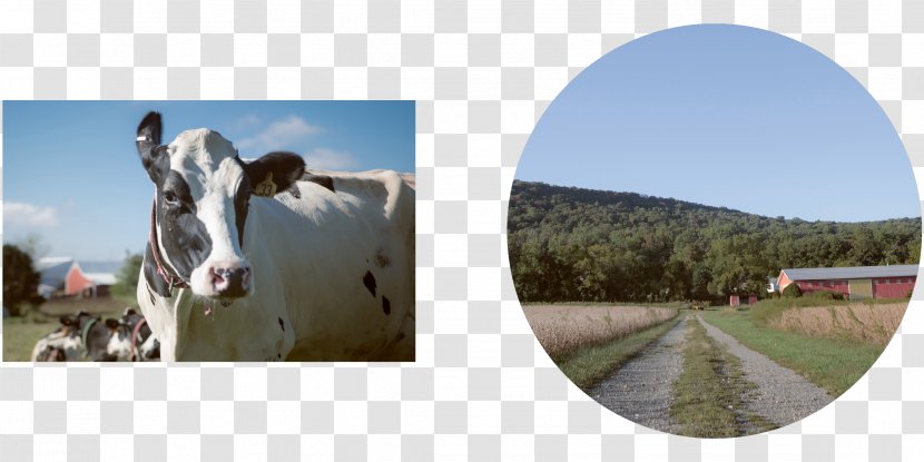 Berks County, Pennsylvania Horse Stock Photography Mode Of Transport Cattle - County - Thirty Eight Transparent PNG