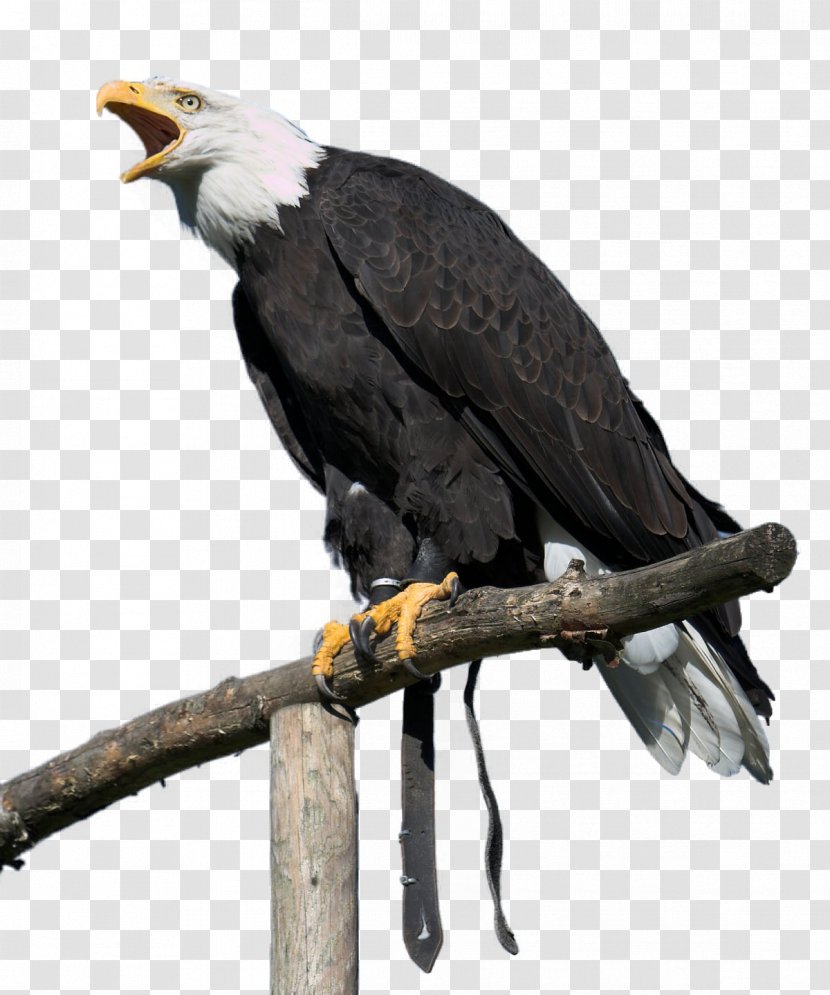 Bald Eagle White-tailed Bird Golden - Of Prey Transparent PNG