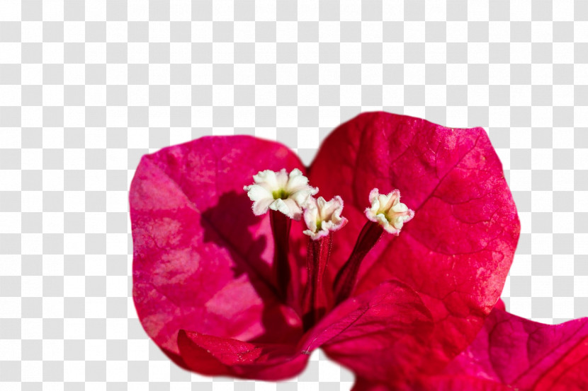 Petal Cut Flowers Close-up Flower Transparent PNG