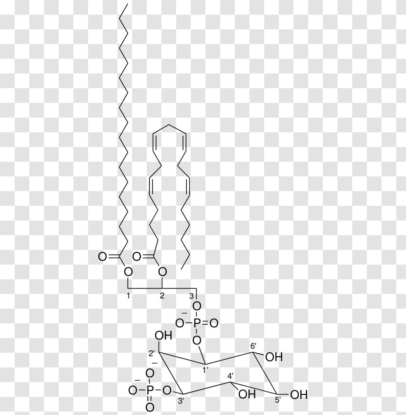 Phosphatidylinositol 3-phosphate Phosphoinositide 3-kinase Class III PI Lipid - Diagram - 345trisphosphate Transparent PNG