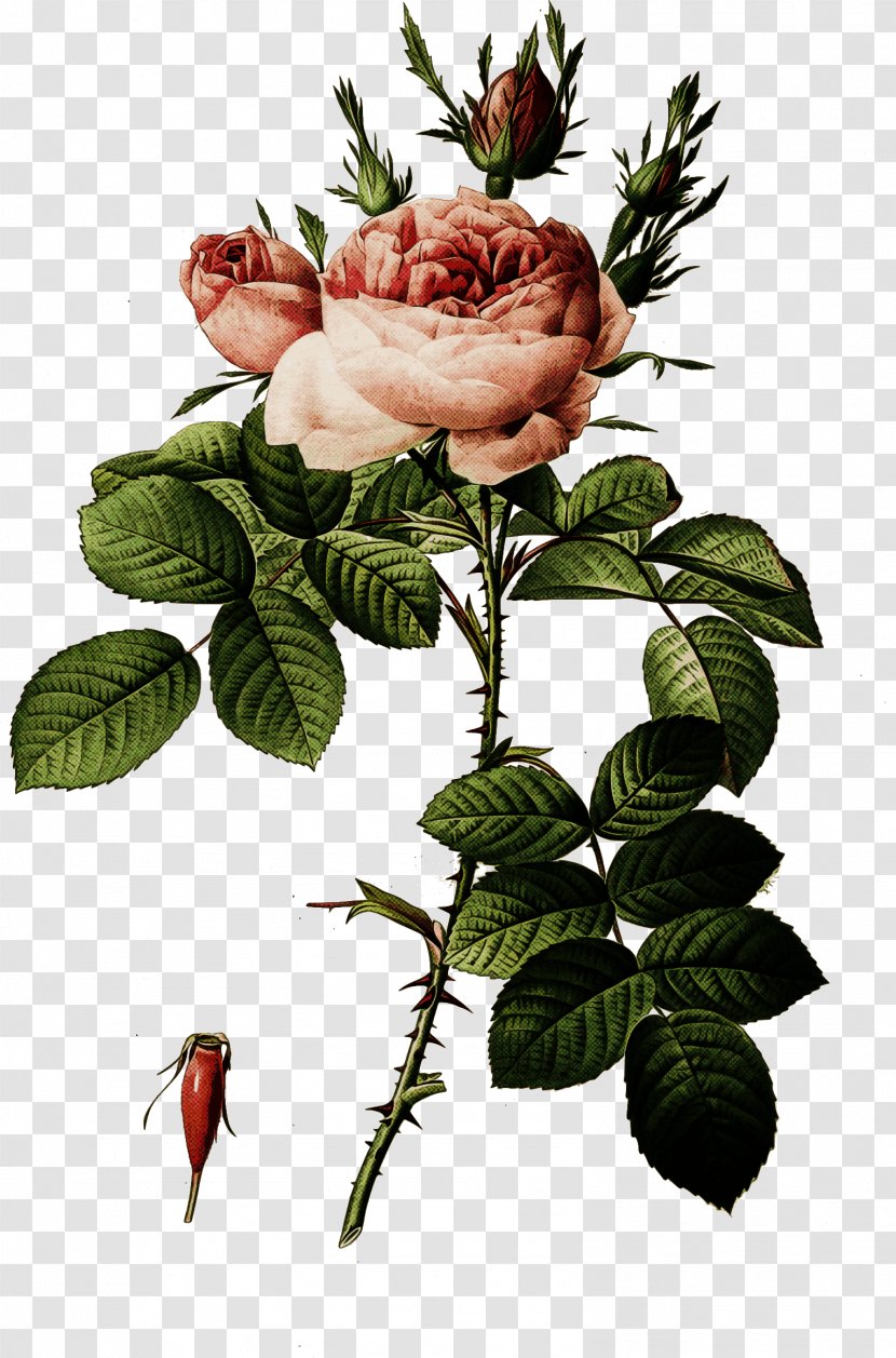 Garden Roses - Flower - Cut Flowers Rose Family Transparent PNG