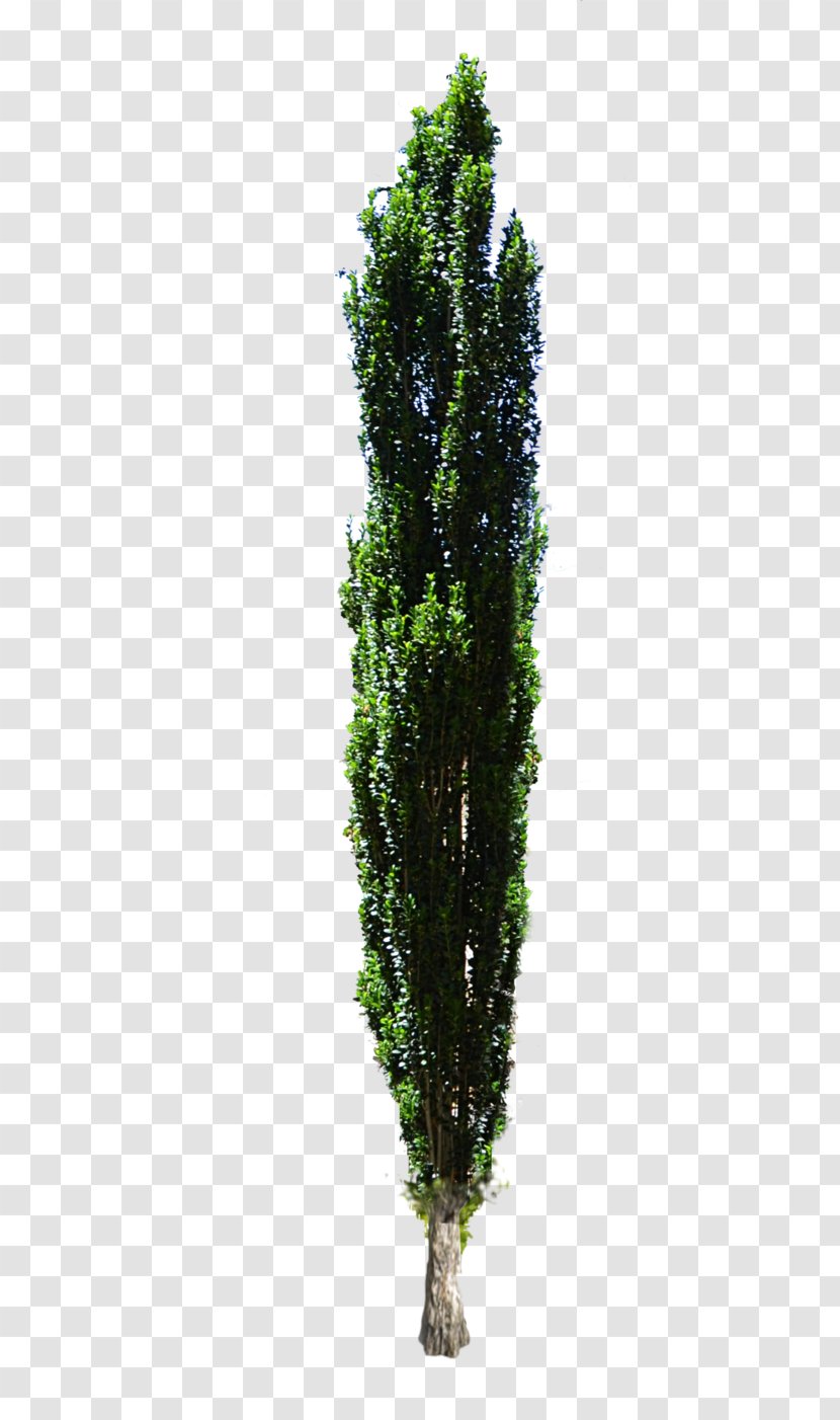 Mediterranean Cypress Tree Shrub Evergreen Transparent PNG