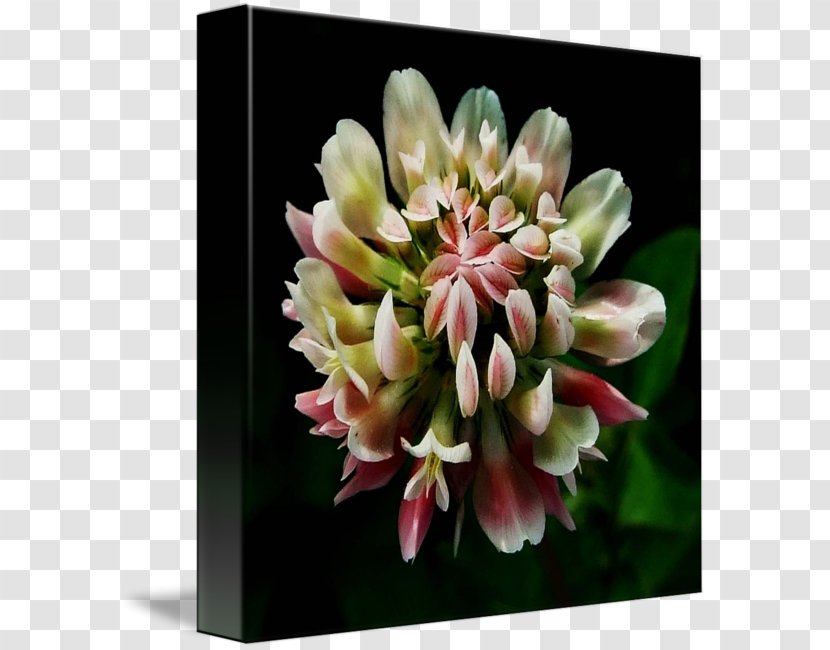 Petal Floristry Gallery Wrap Cut Flowers Canvas - Art - Red Clover Transparent PNG