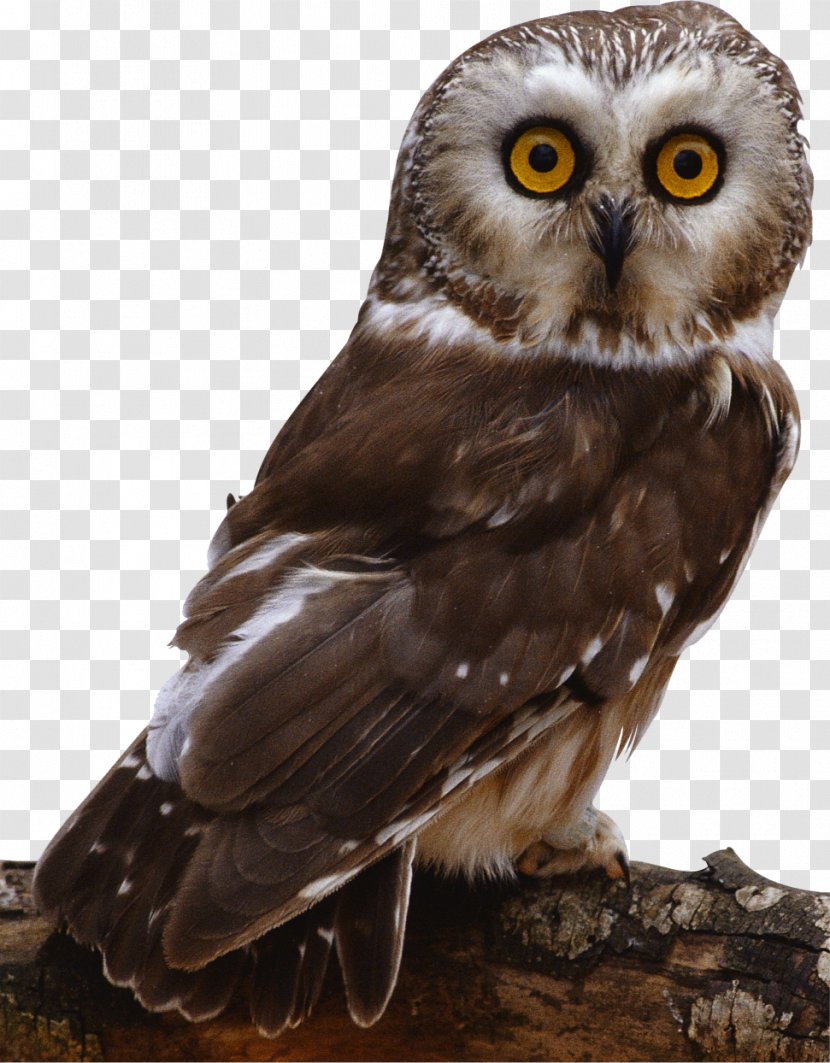Barn Owl Bird Columbidae - Fauna Transparent PNG