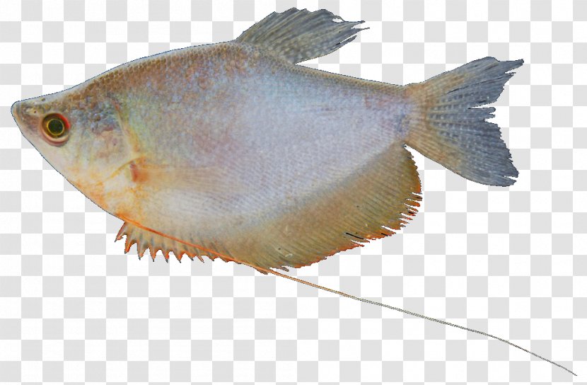 Freshwater Fish Fresh Water Ornamental Bluespot Mullet - Fauna Transparent PNG
