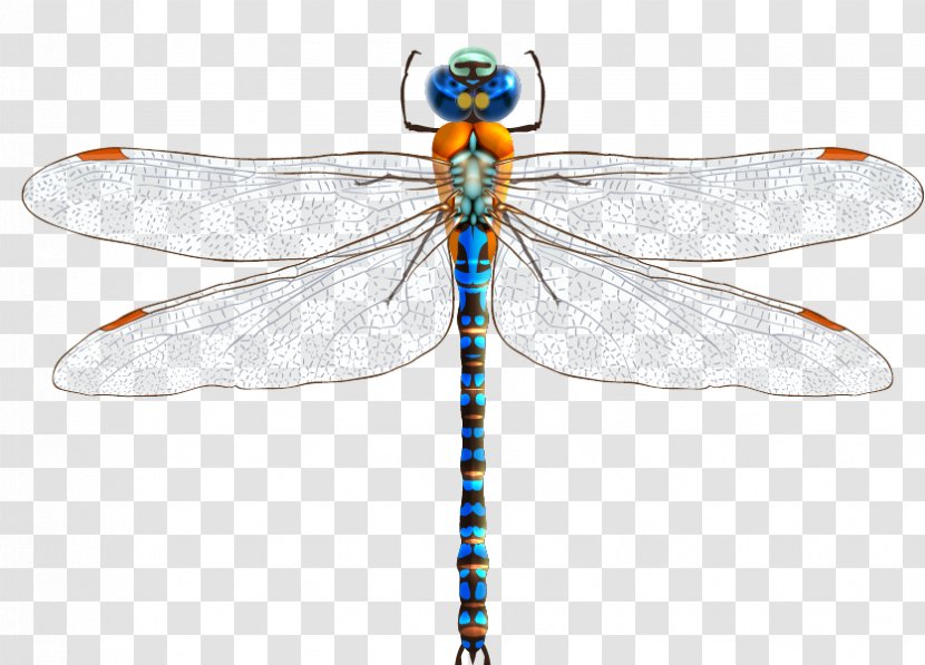 Dragonfly Drawing Clip Art - Royaltyfree - Vector Material Transparent PNG