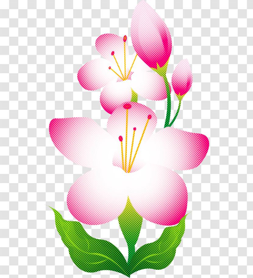 Lily Flower Floral Transparent PNG