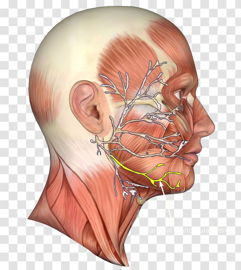 Jaw Facial Nerve Chin Muscle - Heart Transparent PNG