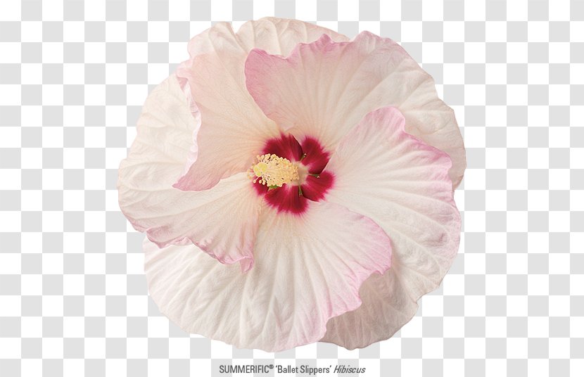 Rosemallows Rose Family Petal Pink M - Flowering Plant Transparent PNG