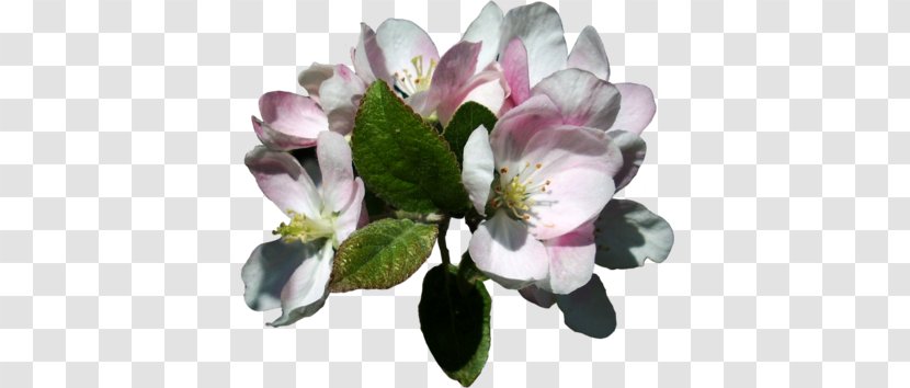 Apple - Plant Transparent PNG