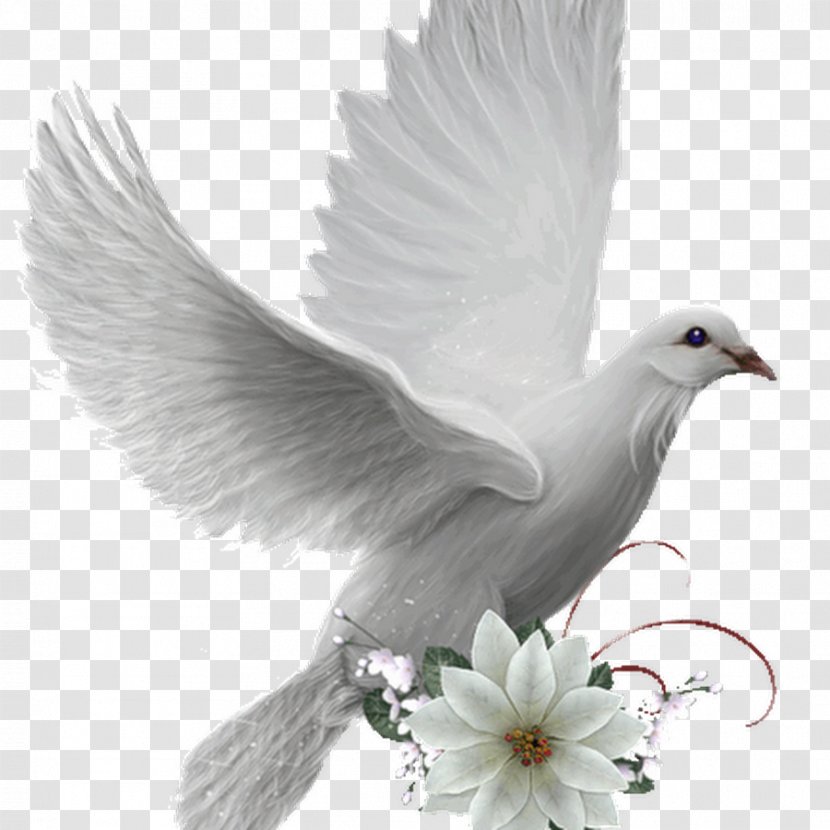 Colombe Bird Photography Doves As Symbols - White Transparent PNG
