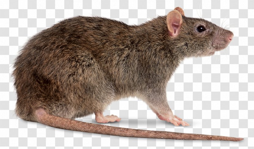 Brown Rat Mouse Clip Art - Muridae - File Transparent PNG