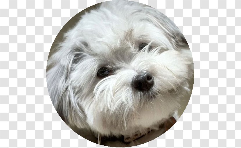 Maltese Dog Havanese Coton De Tulear Little Lion Bolonka - Puppy Transparent PNG