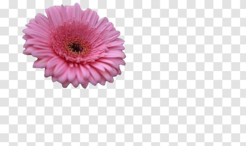 Chrysanthemum Transvaal Daisy Cut Flowers Pink M - Flower - Gerbera Transparent PNG
