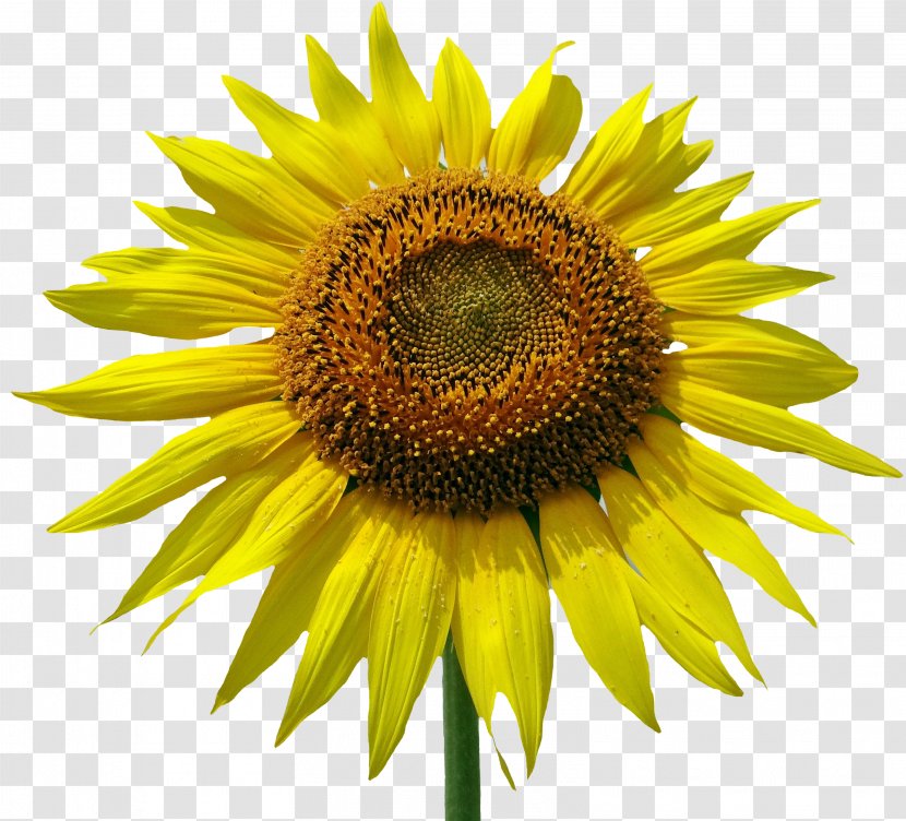Common Sunflower Clip Art - Photography Transparent PNG