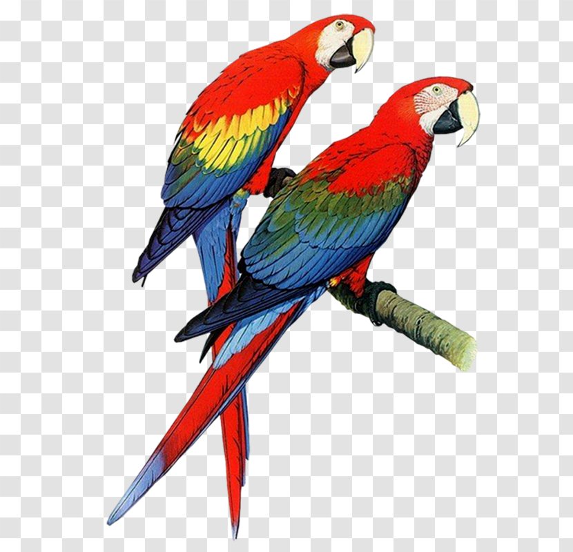 Parrots Of The World Bird Budgerigar Macaw - Talking - Parrot Transparent PNG