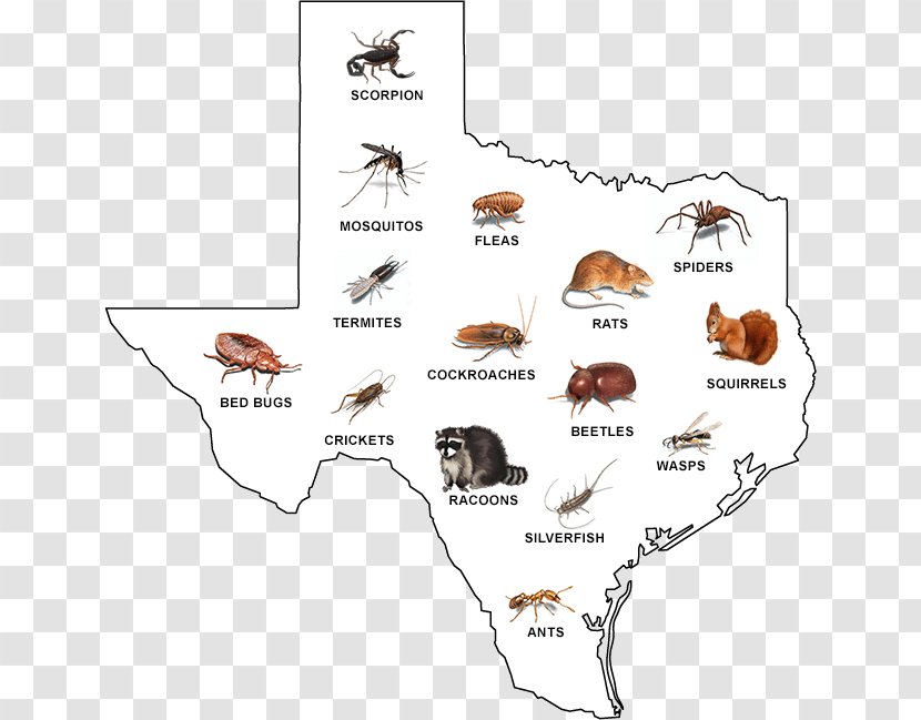 Invertebrate Line Angle - Heart Transparent PNG