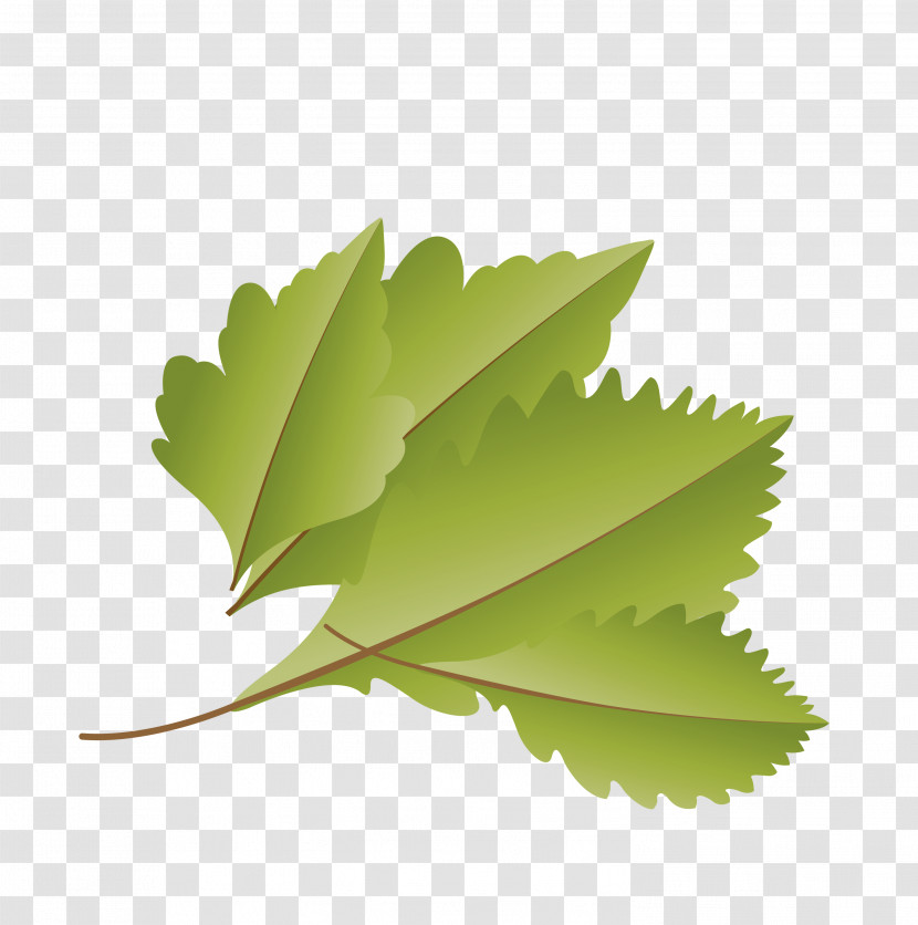 Leaf Green M-tree Tree Science Transparent PNG