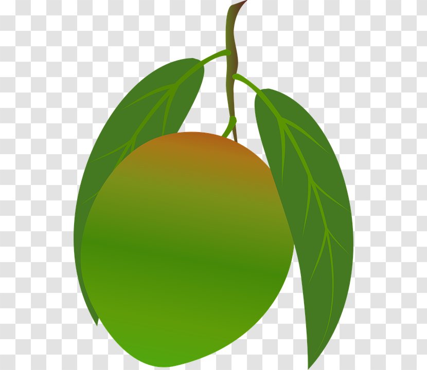 Vegetarian Cuisine Mangifera Indica Mango Clip Art - Citrus Transparent PNG