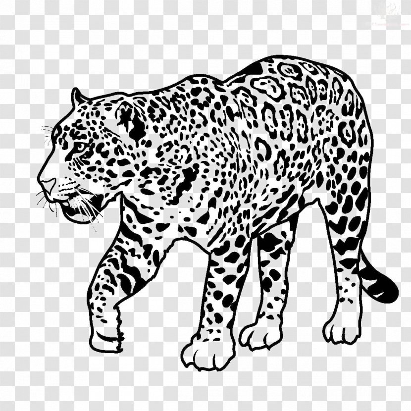 Jaguar Black Panther Clip Art Drawing Leopard - Big Cats Transparent PNG