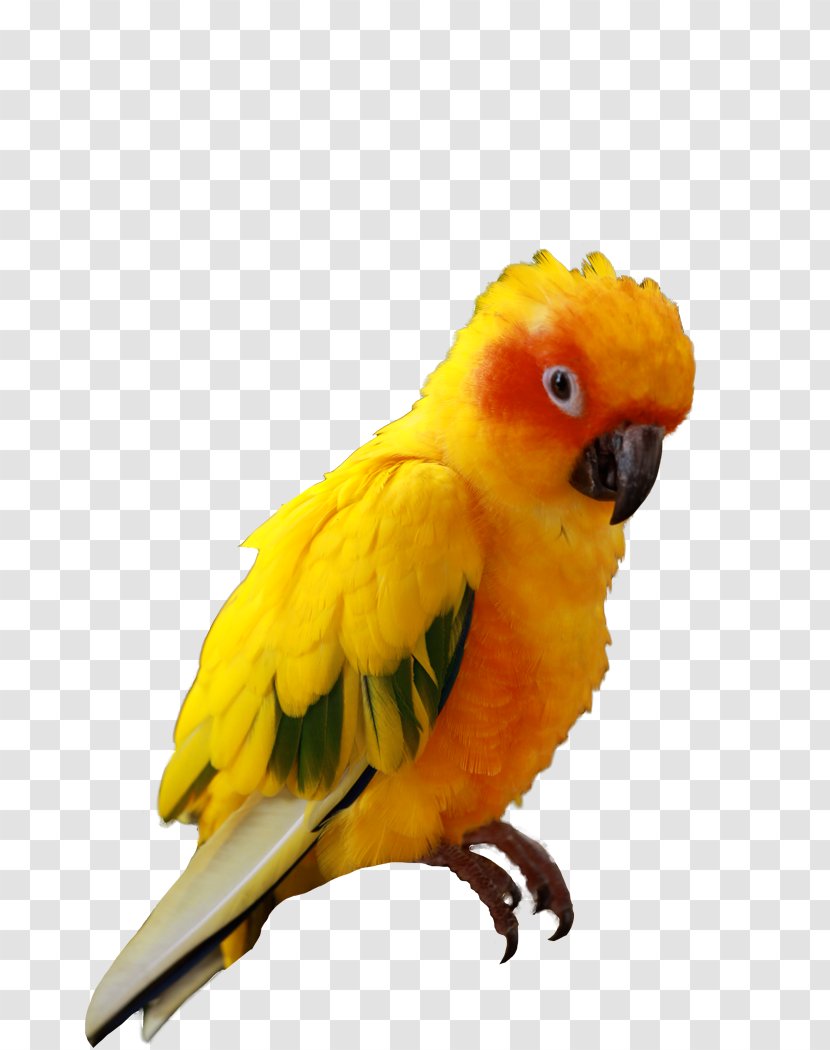 Companion Parrot Bird Budgerigar Sun Conure - Macaw Transparent PNG