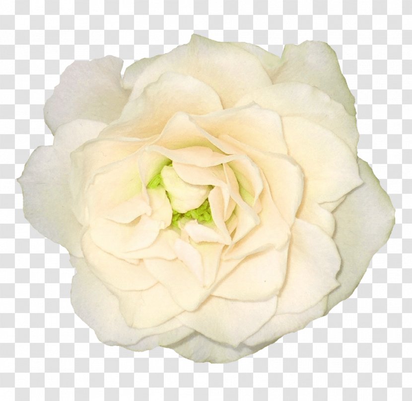 Flower Bouquet Rose - Garden Roses - White Flowers Transparent PNG