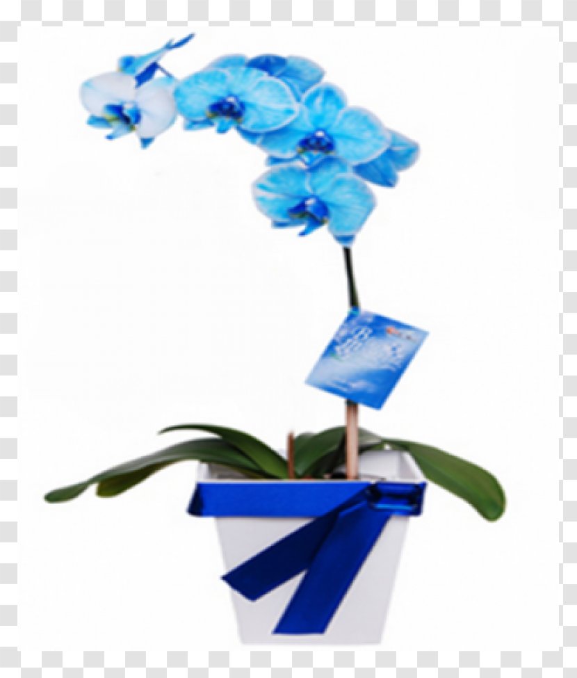 Moth Orchids Cut Flowers Blue - Phalaenopsis Transparent PNG