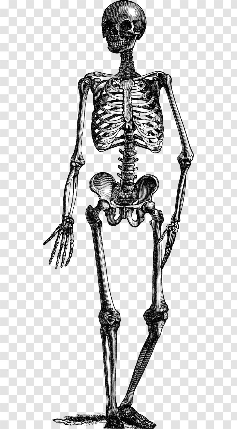 Animated Film Human Skeleton Tenor - Skull Transparent PNG