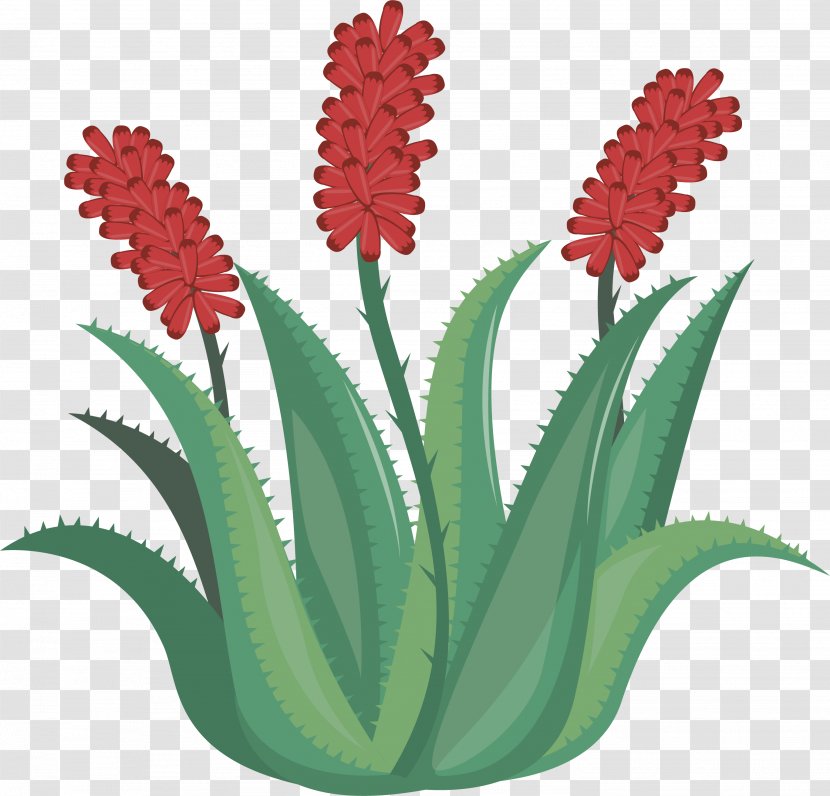 Aloe Vera Euclidean Vector Flower Red - Flowers Transparent PNG