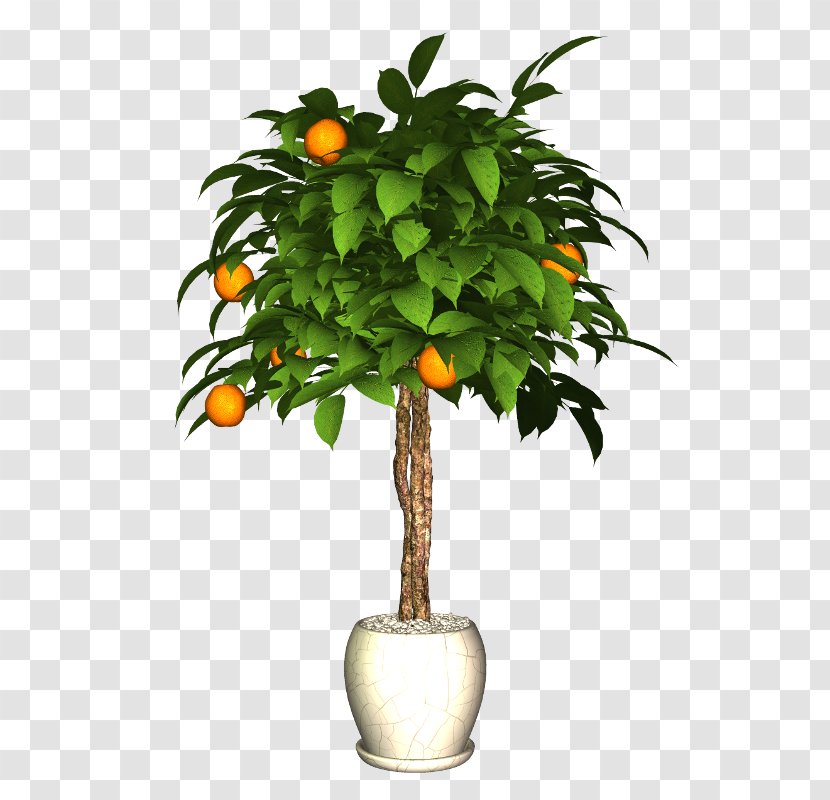 Flowerpot Plant Citrus Transparent PNG