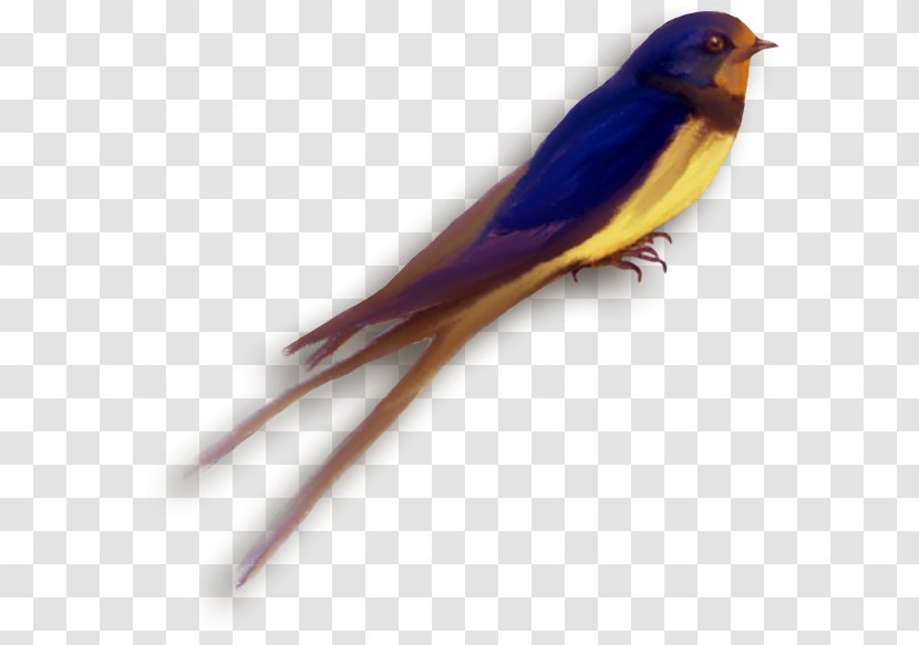 Finches Swallow Parakeet Beak Feather Transparent PNG