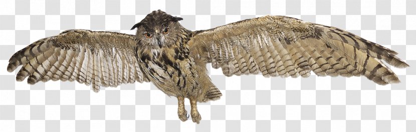 Eurasian Eagle-owl Great Horned Owl Bird Grey - Wing - Flying Transparent PNG