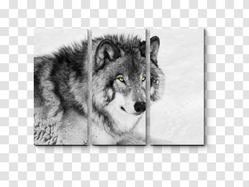 Siberian Husky Puppy Black Wolf Mexican Stock Photography Transparent PNG