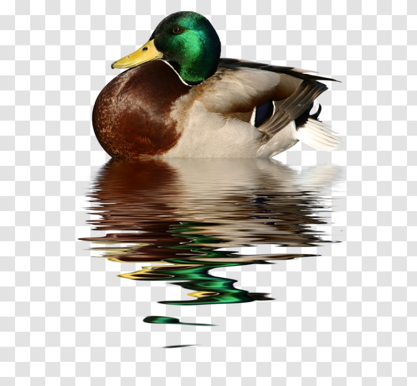 Duck Bird Mallard Clip Art - Fauna Transparent PNG