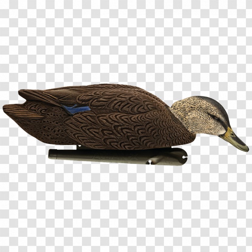Mallard Duck Decoy Goose Cygnini Transparent PNG