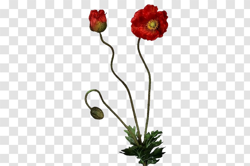 Common Poppy Cut Flowers Bud - Floral Design - Flower Transparent PNG