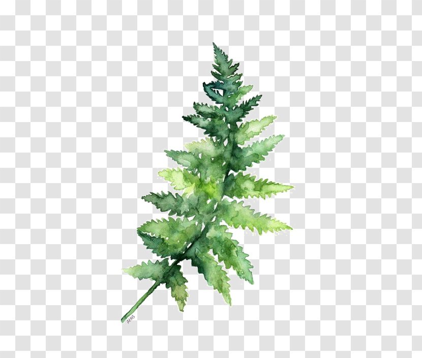 Paper Watercolor Painting Fern Printing - Botany - Green Leaves Transparent PNG