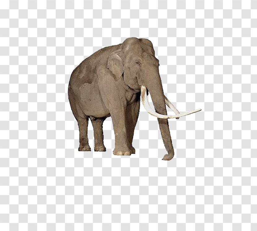 App For Kids Learn The Animals Android - Wildlife - Elephant Transparent PNG