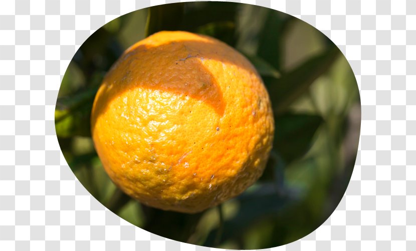 Clementine Tangerine Tangelo Mandarin Orange Rangpur - Vegetarian Food Transparent PNG